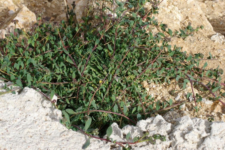 Corrigiola telephiifolia / Corrigiola perenne